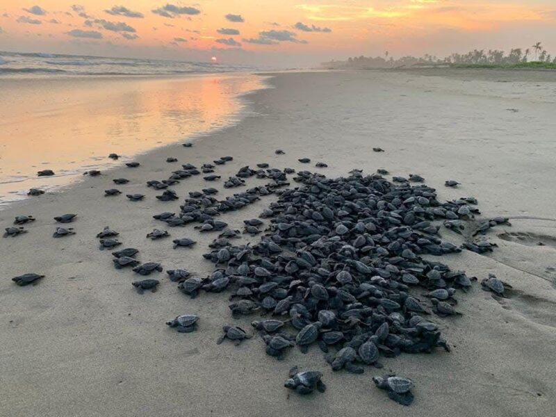Michoacán se consolida como santuario de la tortuga laúd; suman 100 nidos protegidos