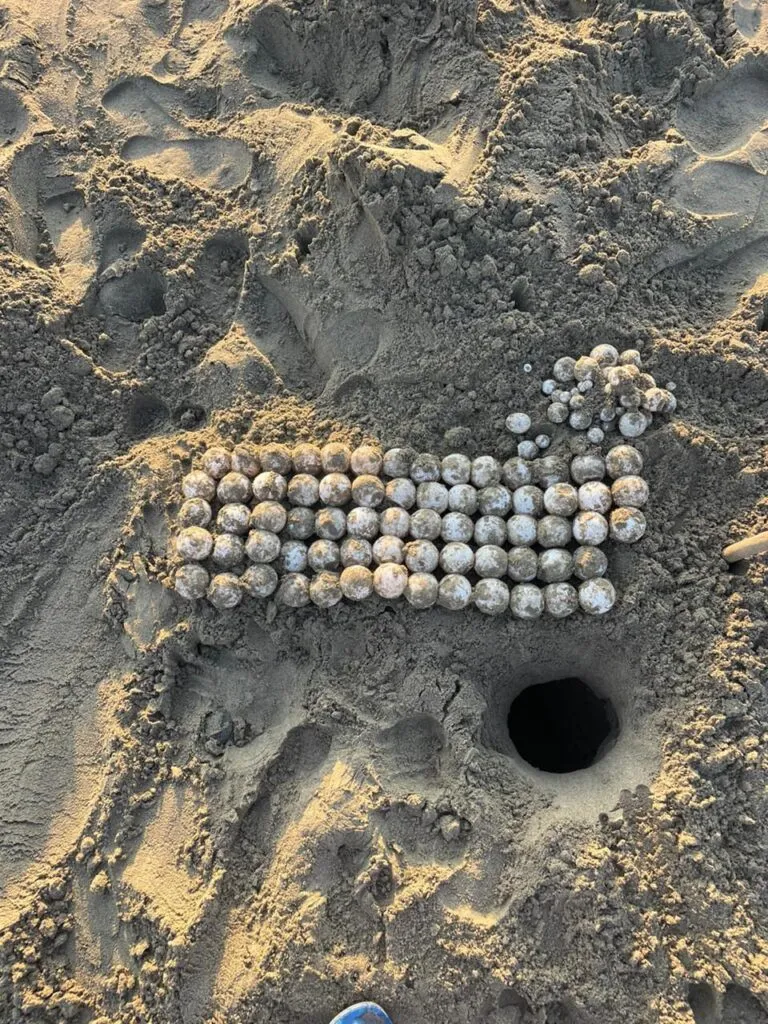 Michoacán se consolida santuario de la tortuga laúd; suman 100 nidos protegidos