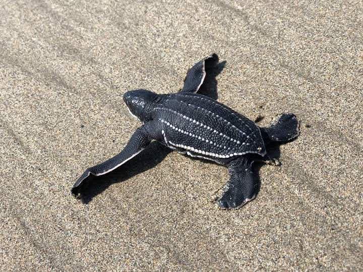 Sé testigo del primer latido del mar; vive la liberación de tortugas
