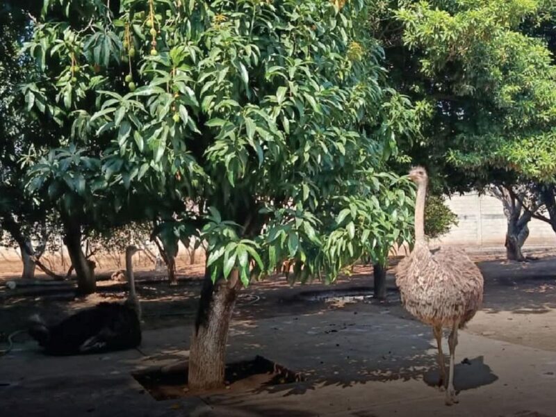 Aseguran cinco ejemplares de vida silvestre en Huetamo; estaban en un domicilio