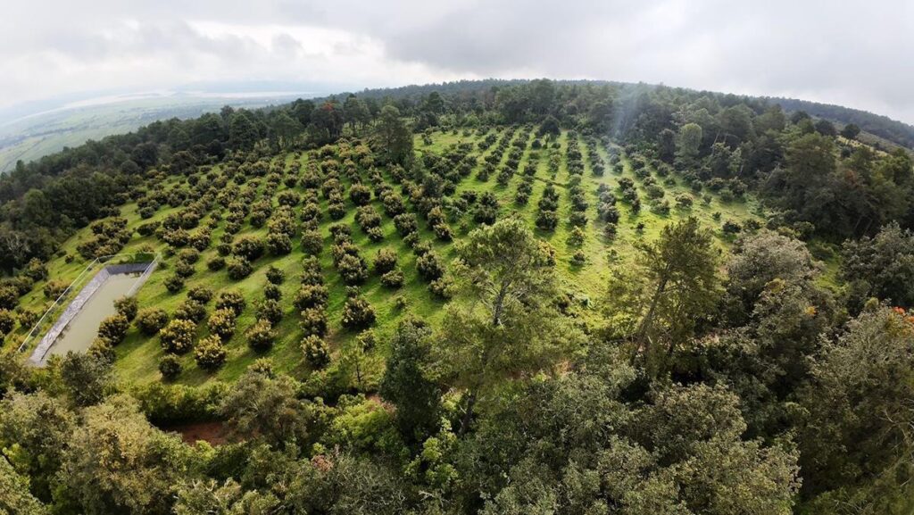Avanza proceso de Indicación Geográfica para proteger al aguacate de Michoacán
