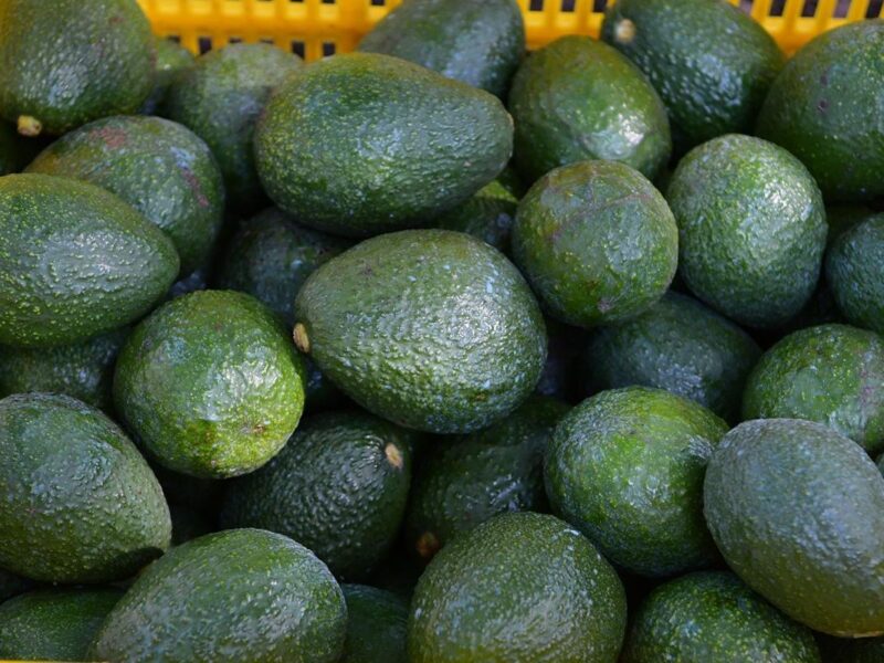 Avanza proceso de Indicación Geográfica para proteger al aguacate michoacano: Bedolla