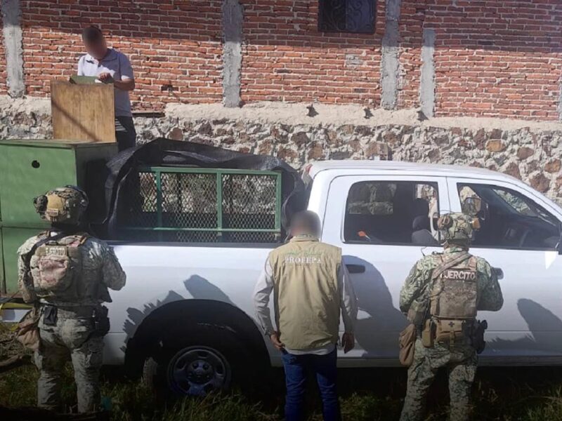 Catean domicilio en Jiquilpan y rescatan a una leona y un tigre abandonados