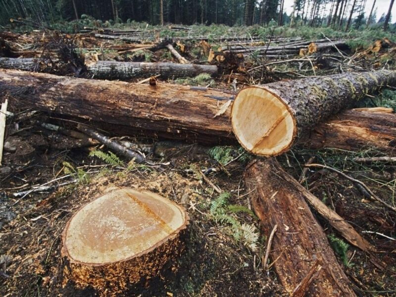 Combate a la tala ilegal, tema prioritario de la mesa de seguridad ambiental