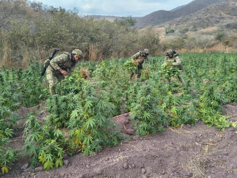Ejército Mexicano destruye dos plantíos de marihuana en Michoacán