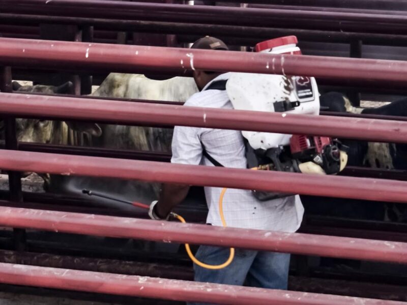 Gobierno de México refuerza operativos para contener el gusano barrenador; reportan 718 casos activos