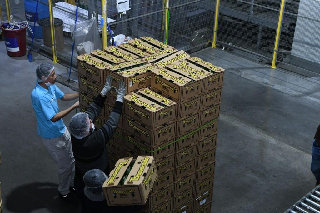Michoacán va por protección total de su aguacate
