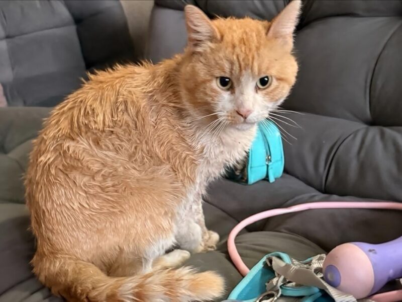 Naranjoso, el gato que sobrevivió a brutal agresión a pedradas, en Morelia