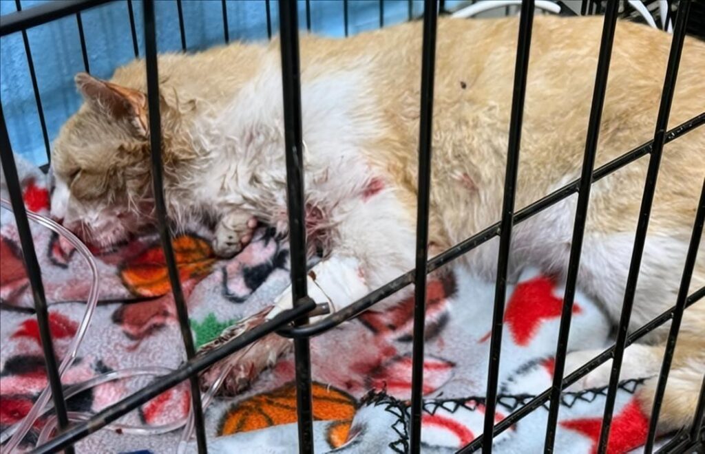 Naranjoso, gato que sobrevivió a brutal agresión a pedradas, en Morelia