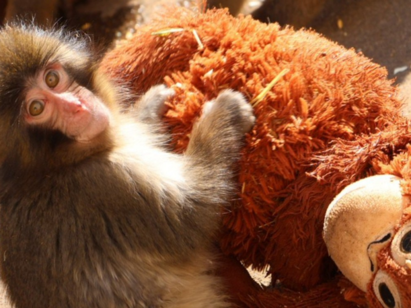 Punch el macaco huérfano: cómo un peluche de IKEA se volvió fenómeno viral este 2026