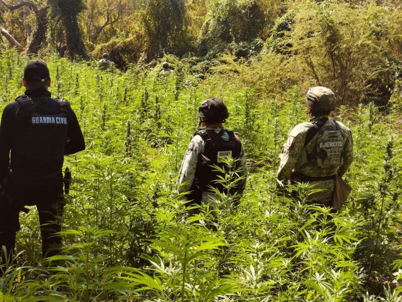 SSP, Defensa y GN destruyen plantío con más de 6 mil plantas de marihuana en Buenavista