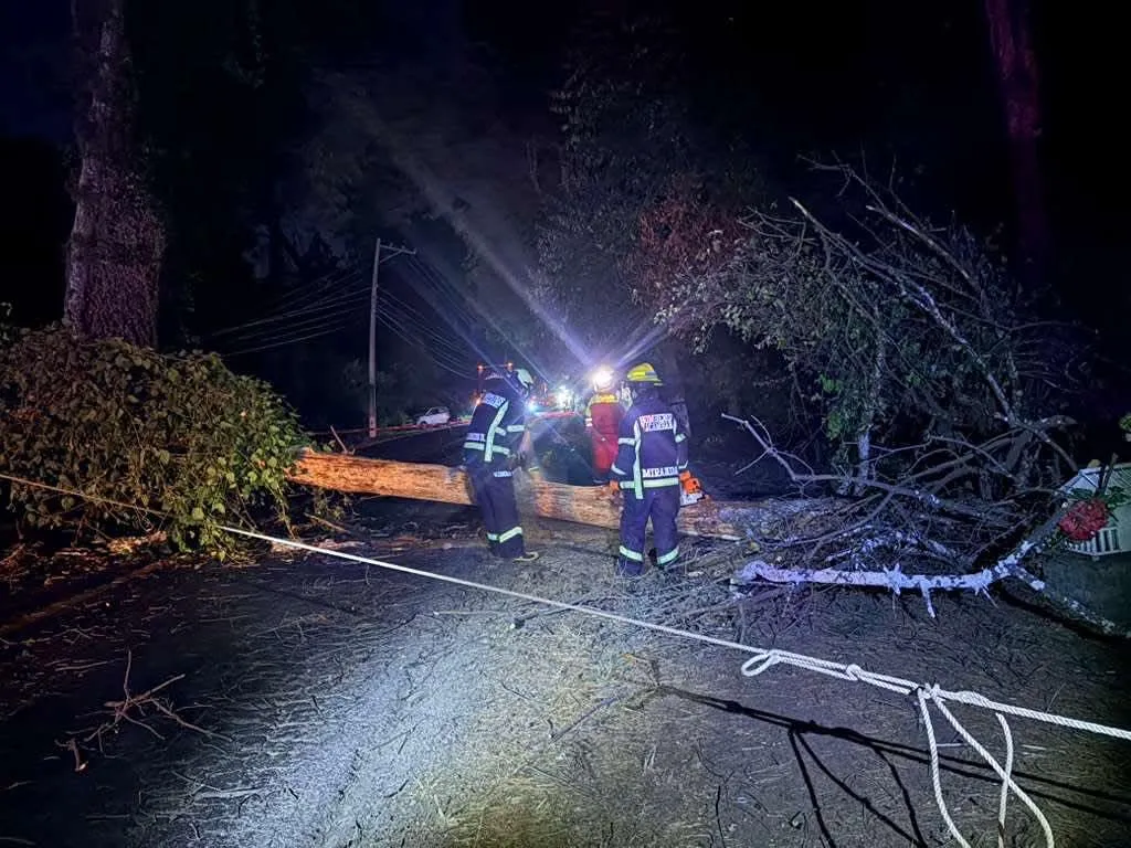Árbol cae sobre cables y bloquea carretera Tacámbaro–Pátzcuaro 1