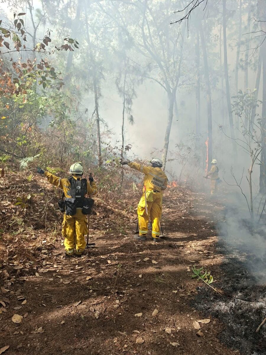 Arrasa incendio forestal con 268 hectáreas de bosque en Pie de la Mesa, Tzitzio-1