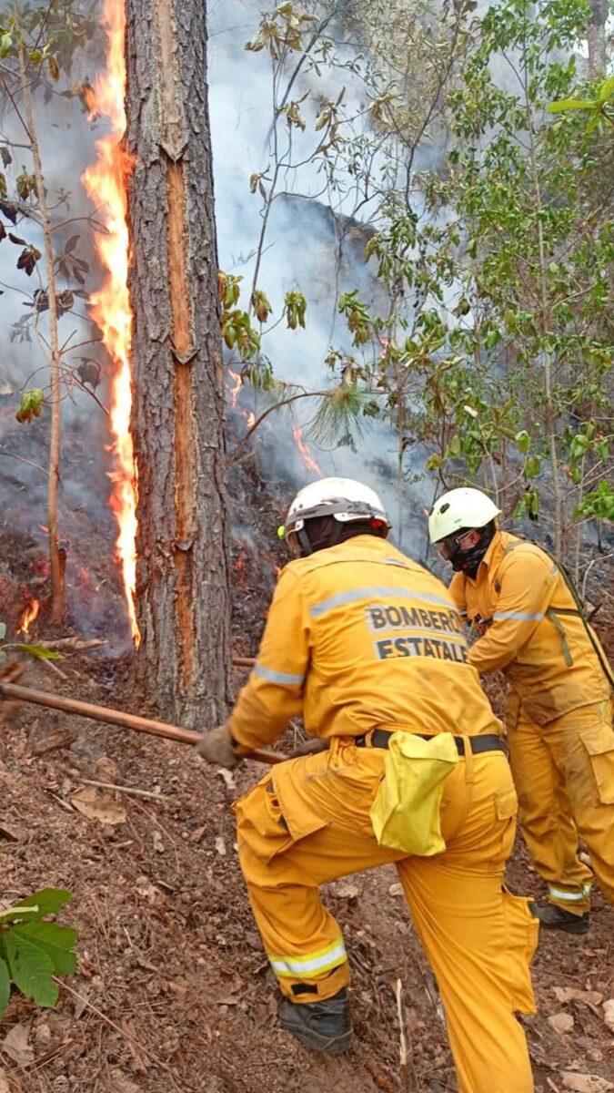 Arrasa incendio forestal con 268 hectáreas de bosque en Pie de la Mesa, Tzitzio-3