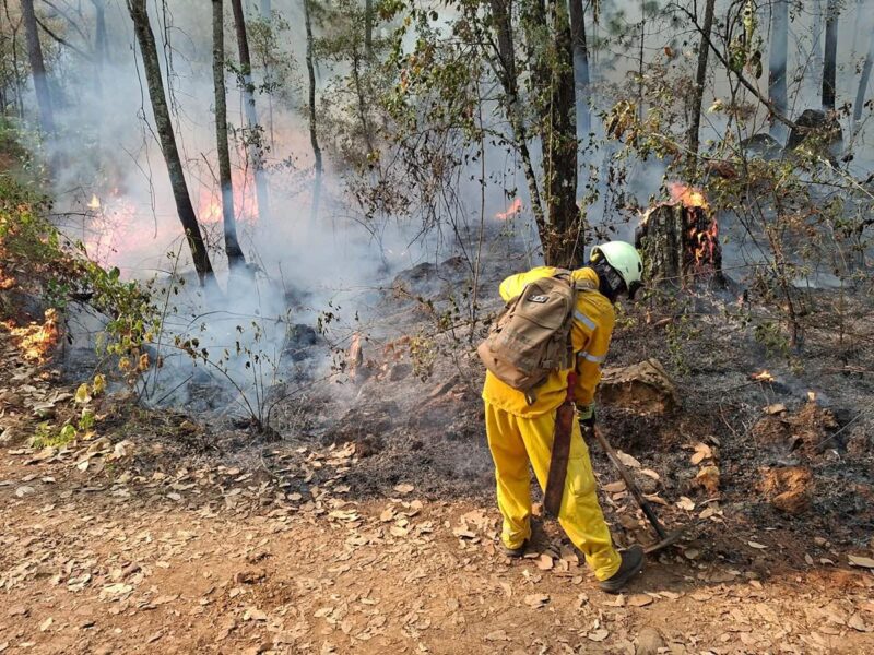 Arrasa el fuego con 268 hectáreas de bosque en Pie de la Mesa, Tzitzio