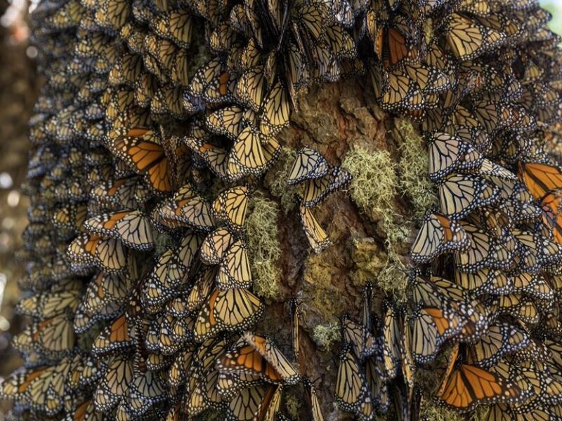 Aumenta 64% la presencia de mariposa Monarca en México durante temporada 2025 - 2026