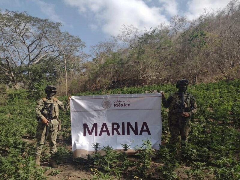 Destruye la Marina Armada de México más de 22 mil plantas de marihuana en Michoacán