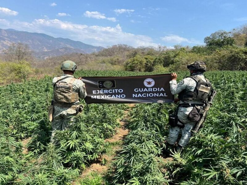 Destruyen 40 plantíos de mariguana en Michoacán: Sedena.