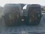 FGE rescata seis perros víctimas de maltrato animal en Hidalgo