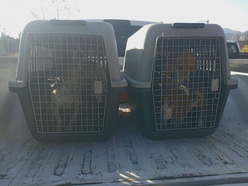 FGE rescata seis perros víctimas de maltrato animal en Hidalgo