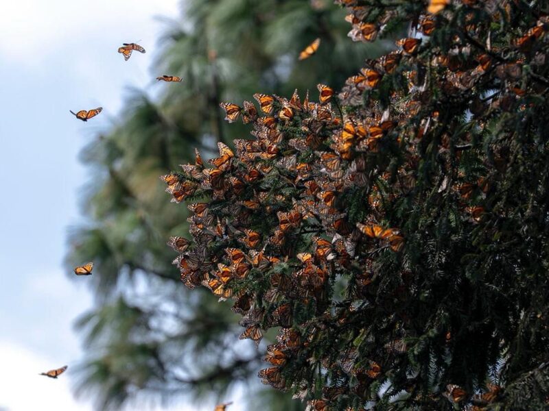 Guardián Forestal, escudo de la Mariposa Monarca en Michoacán: Secma