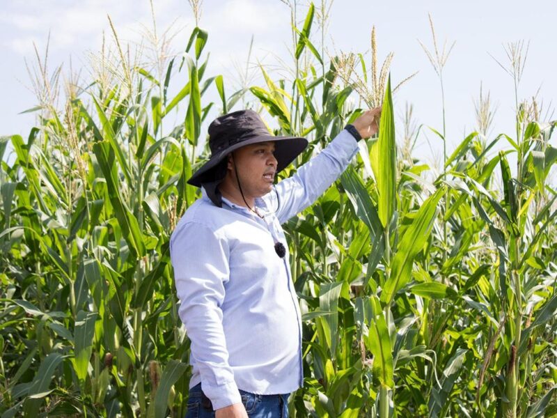 incentivos para maíz blanco en Michoacán