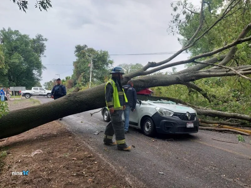 Joven pierde la vida al caerle un árbol al vehículo que conducía en la Zacapu-Villa Jiménez