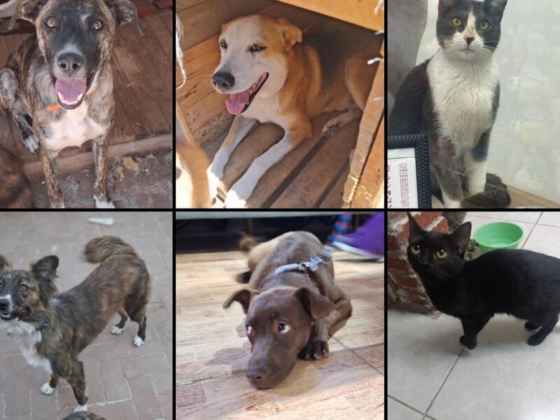 Michis y lomitos de La Casita de Frijol y Tadeo buscan humano en feria de adopción