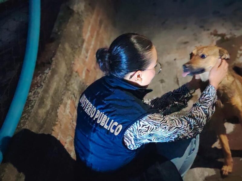 rescata FGE a tres ejemplares caninos víctimas de maltrato animal en Morelia