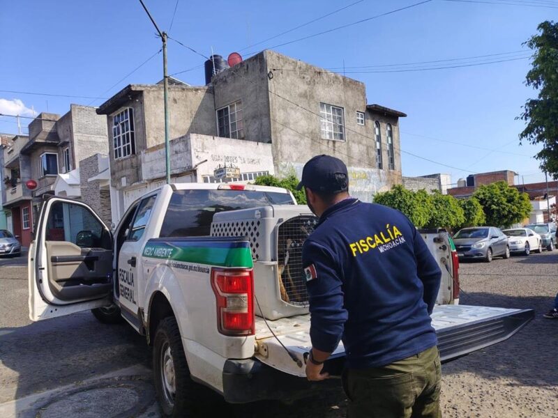 Rescatan a cuatro lomitos hallados en condición de maltrato y abandono en Tarímbaro