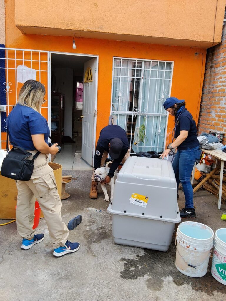 Rescate de caninos maltratados en cateo realizado en Villa Magna-1