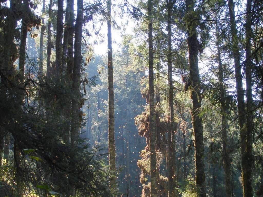 Reserva de la Mariposa Monarca en Michoacán