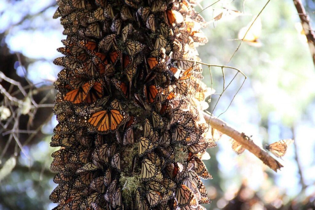 Reserva de la Mariposa Monarca en Michoacán