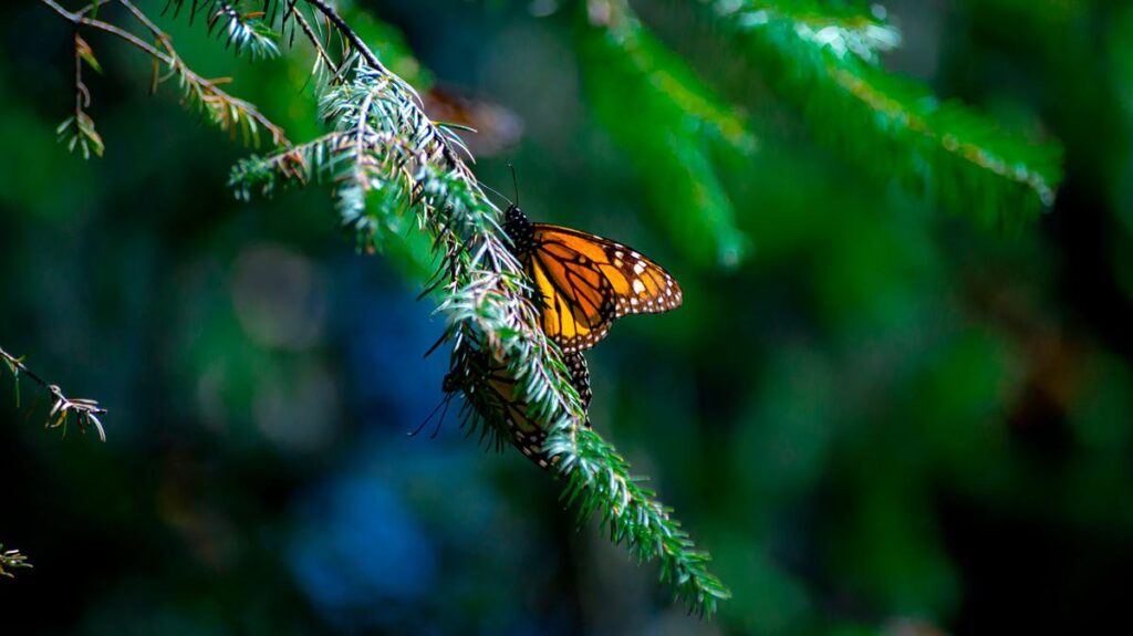 Reserva de la Mariposa Monarca en Michoacán