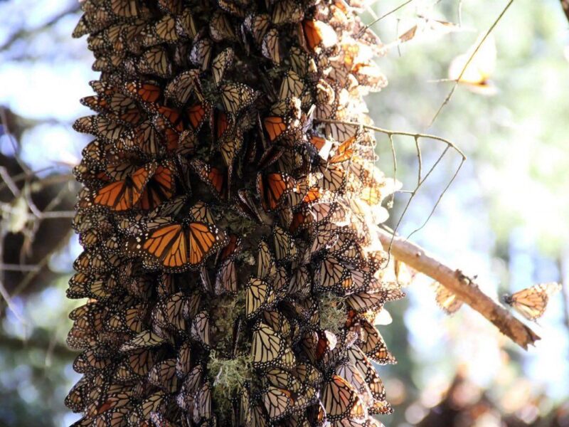Reserva de la Mariposa Monarca en Michoacán