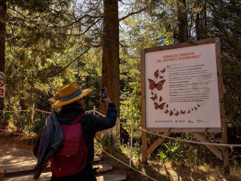 Última oportunidad para visitar los santuarios de la Mariposa Monarca
