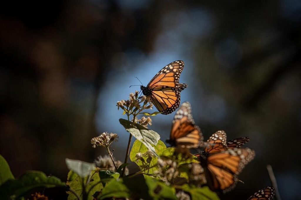 Última oportunidad para visitar santuarios de Mariposa Monarca en Michoacán