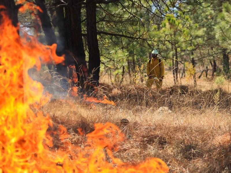 Atiende Gobierno de Michoacán incendio forestal en Nuevo Urecho