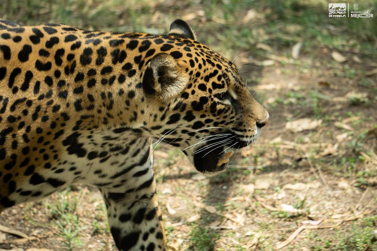 Busca Zoológico de Morelia reproducción de jaguares bajo cuidado humano-1