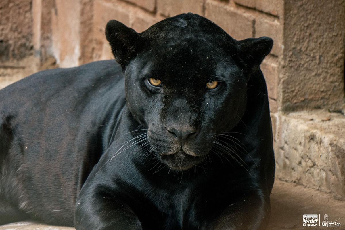 Busca Zoológico de Morelia reproducción de jaguares bajo cuidado humano-2