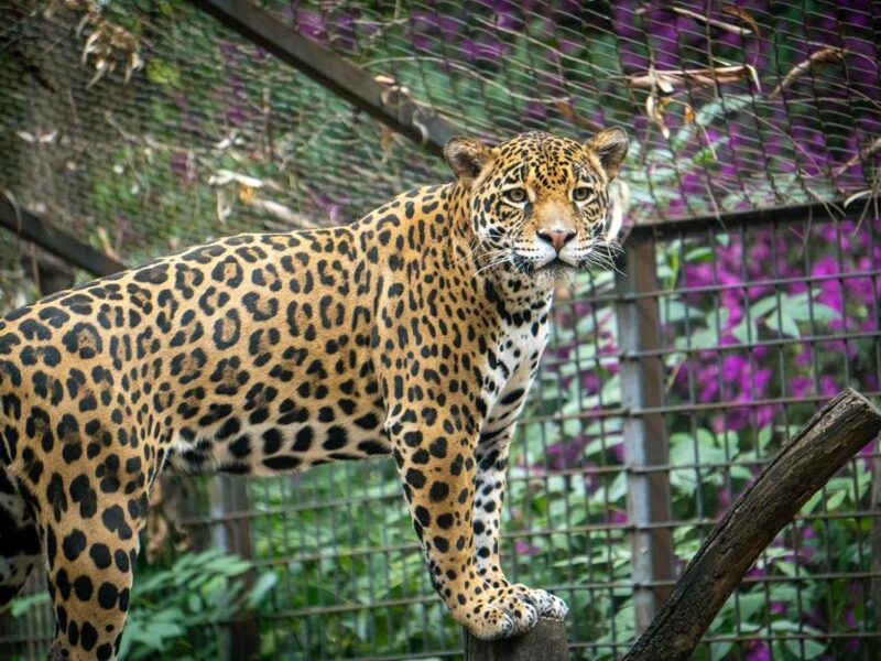 Busca Zoológico de Morelia reproducción de jaguares bajo cuidado humano