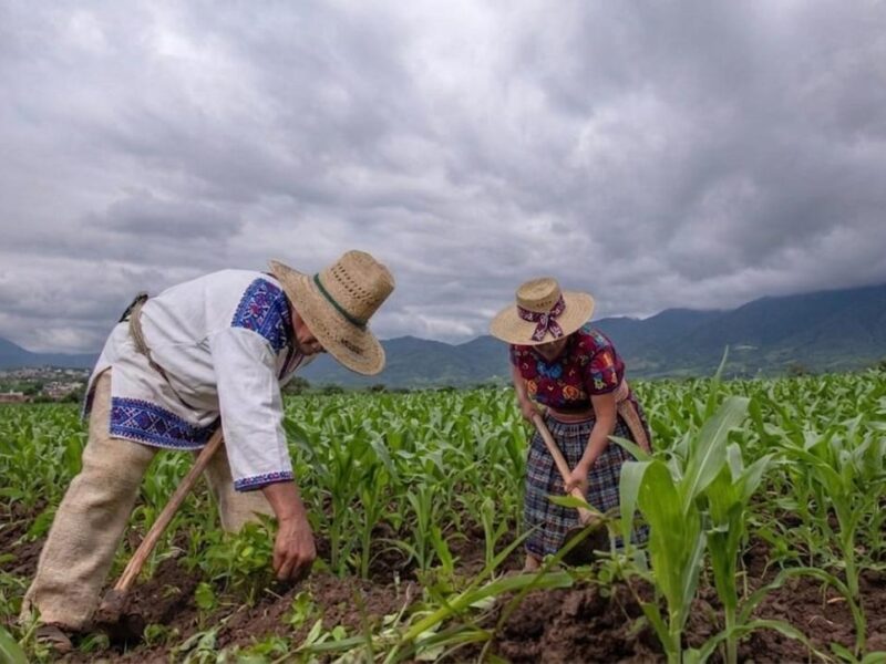 CSIM acusa a Sader de incumplir apoyos al campo en Michoacán