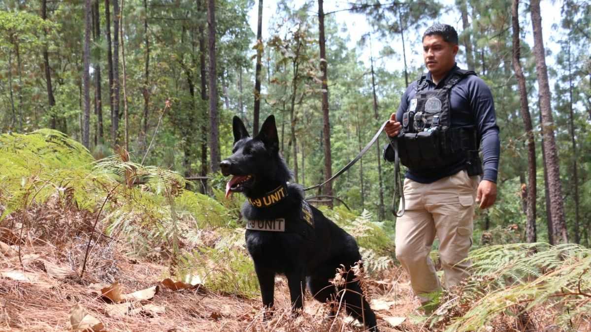 FGE Michoacán despliega operativo en Villa Madero por denuncias ambientalistas 1