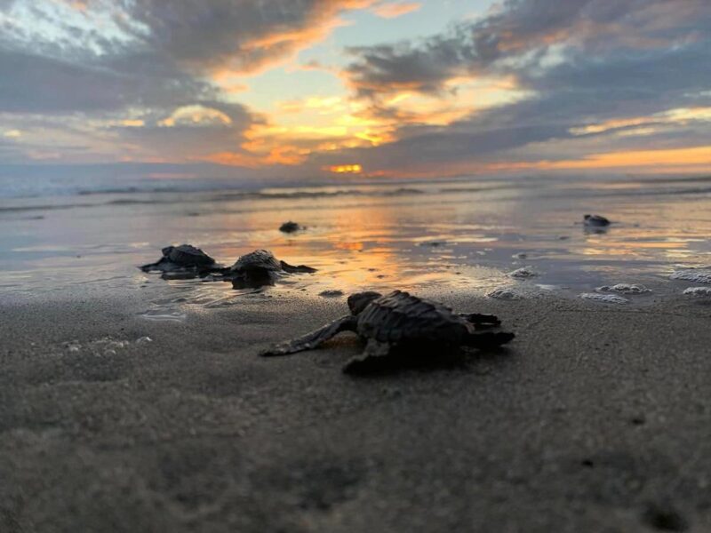 libera tortugas en las playas de Michoacán