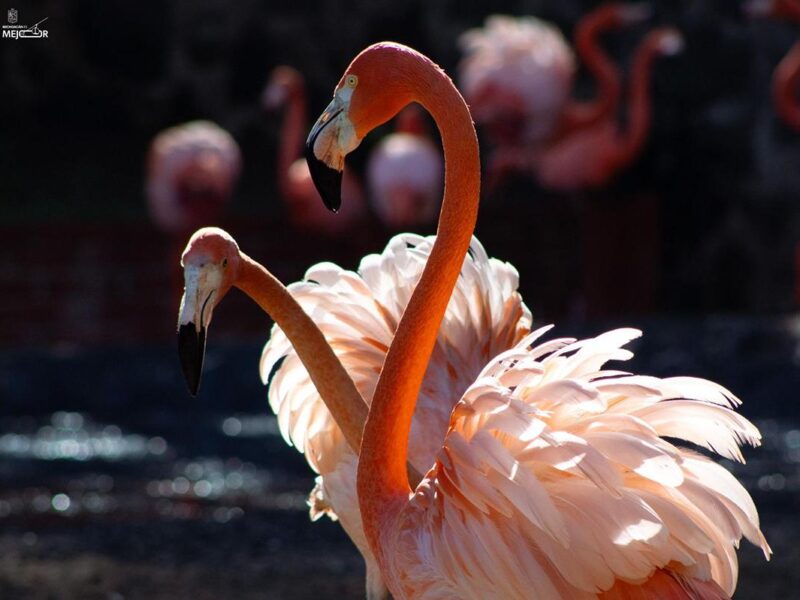 Más de 70 flamencos engalanan el Zoológico de Morelia ¡Ve a conocerlos!