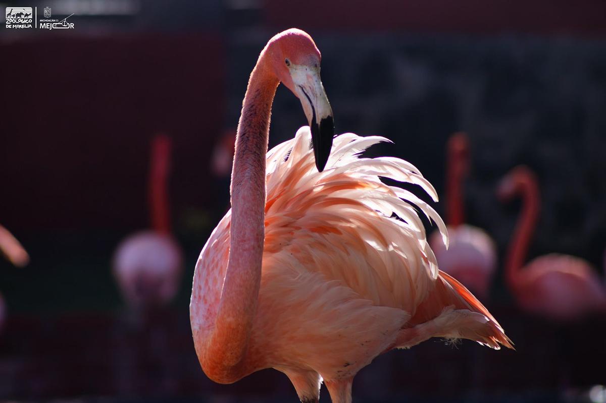 Más de 70 flamencos engalanan el Zoológico de Morelia ¡Ve a conocerlos!-2