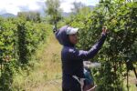 Apoyados en Michoacán más de 88 mil productores del campo: Bedolla