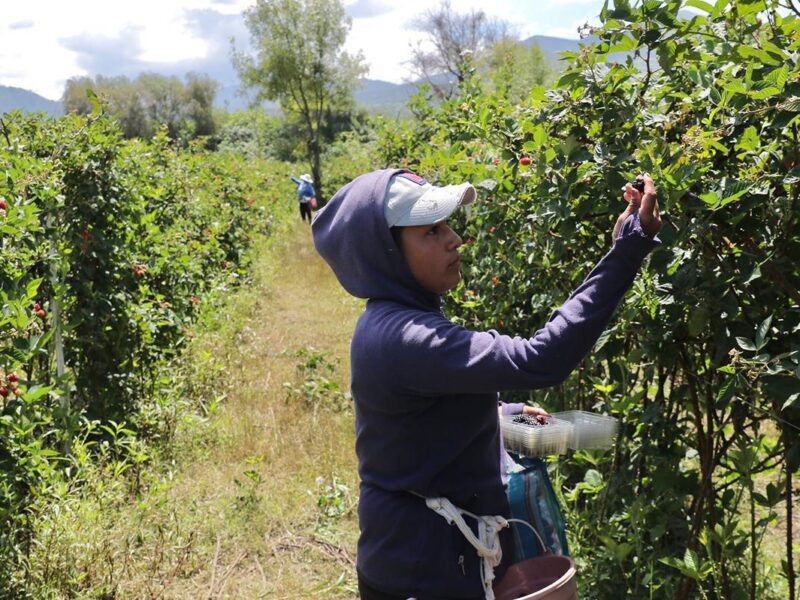 Michoacán apoyo productores campo Bedolla