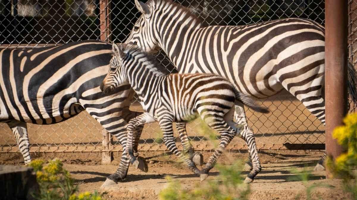 Nace cebra de Grant en el Zoológico de Morelia 2