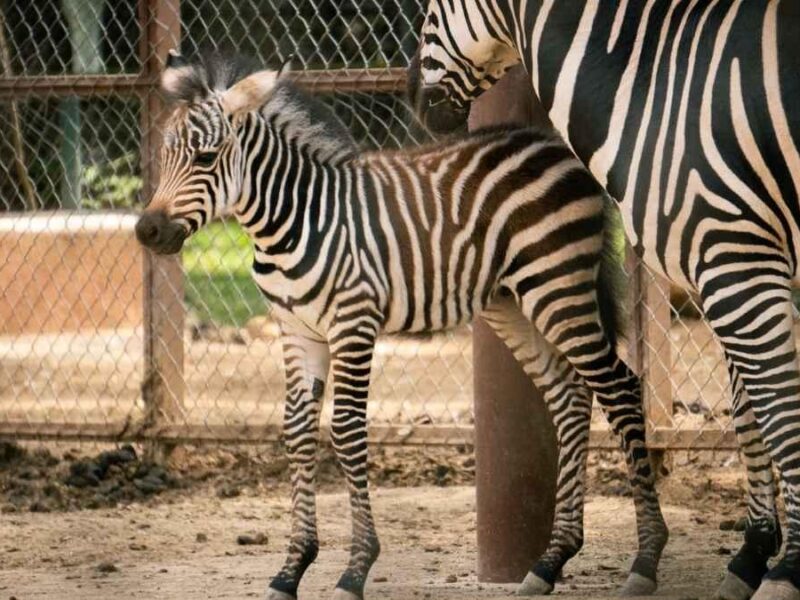 Nace cebra de Grant en el Zoológico de Morelia